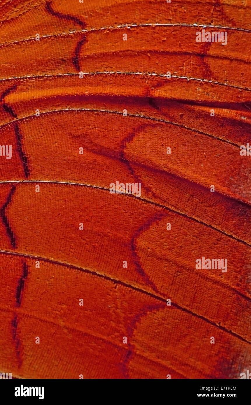 Macro closeup of butterfly wing background pattern, filter image Stock ...