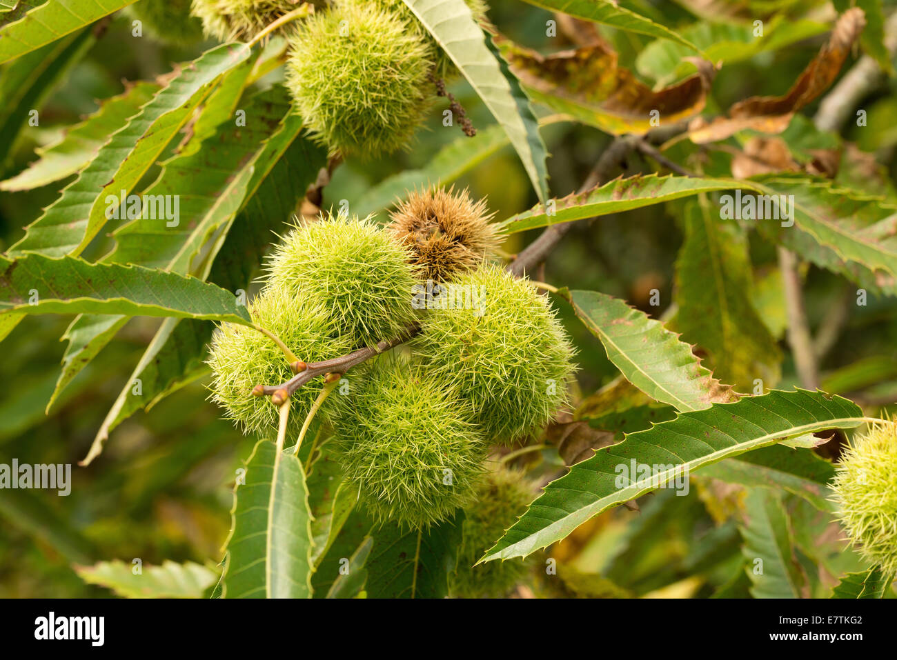 Ripe seeds fruit of Sweet chestnut tree on leaf covered branch opening