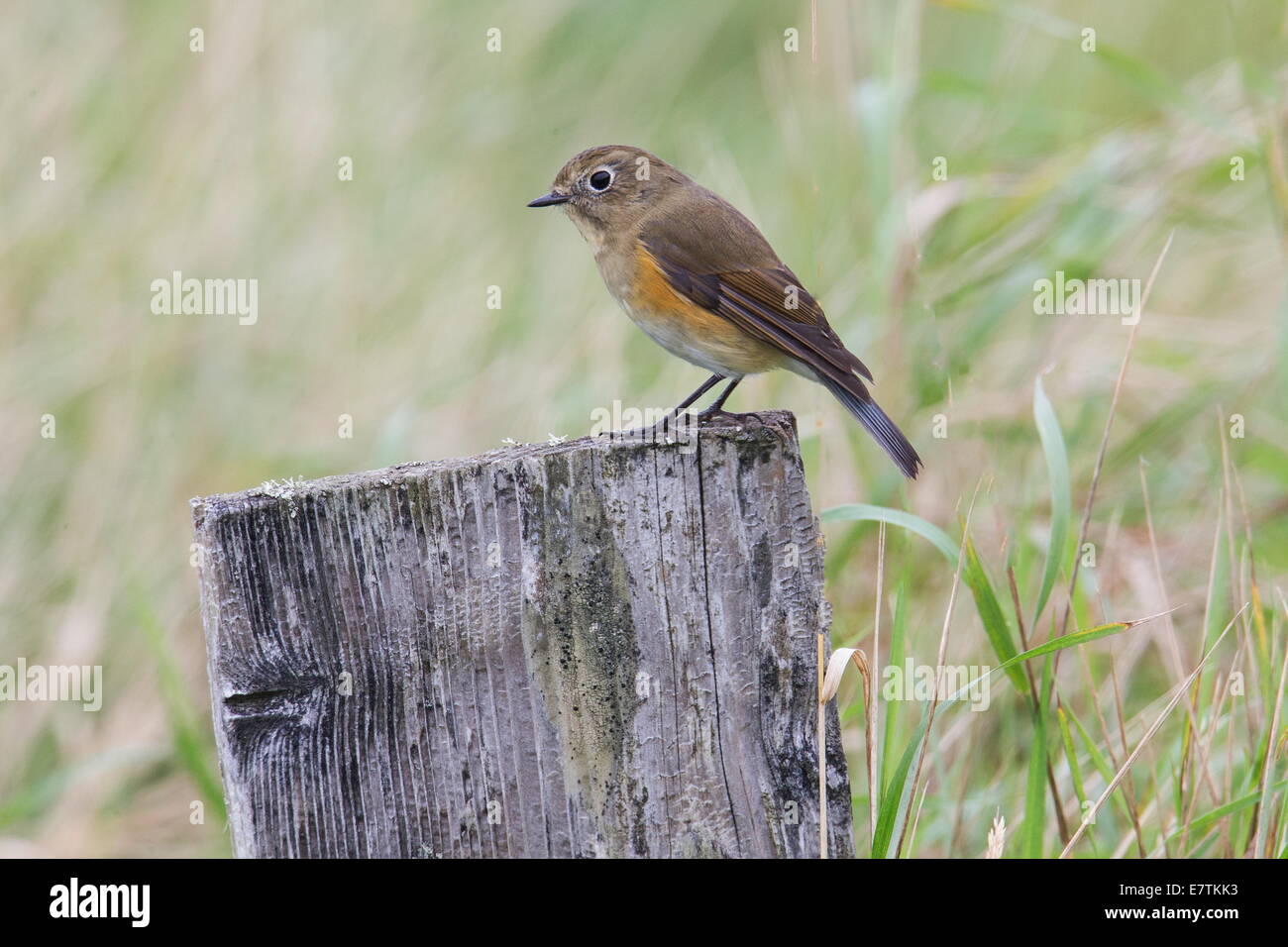 Red-flanked bluetail: A Jewel among Winter Thrushes