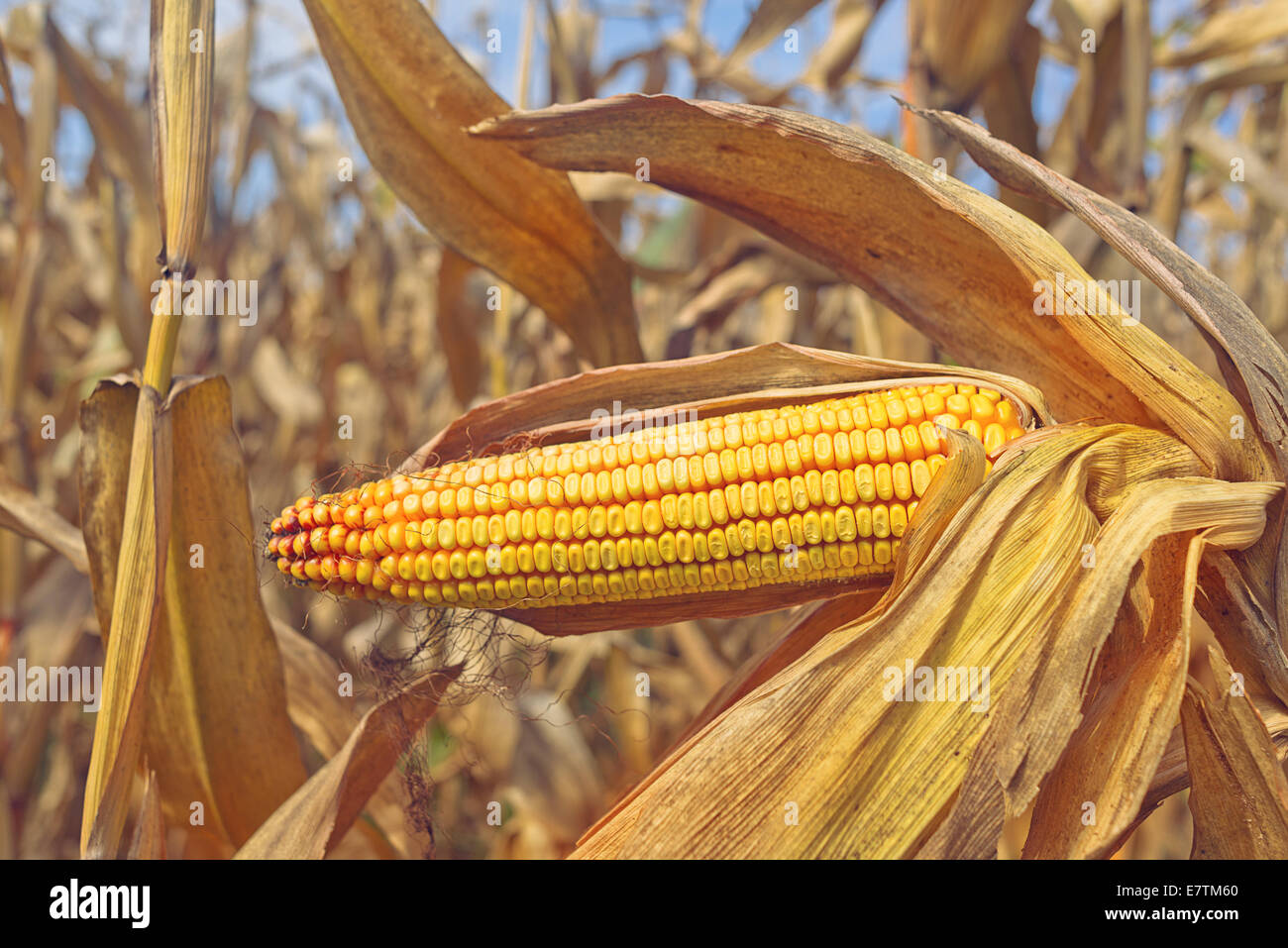 Ripe maize on the cob in cultivated agricultural corn field ready for ...