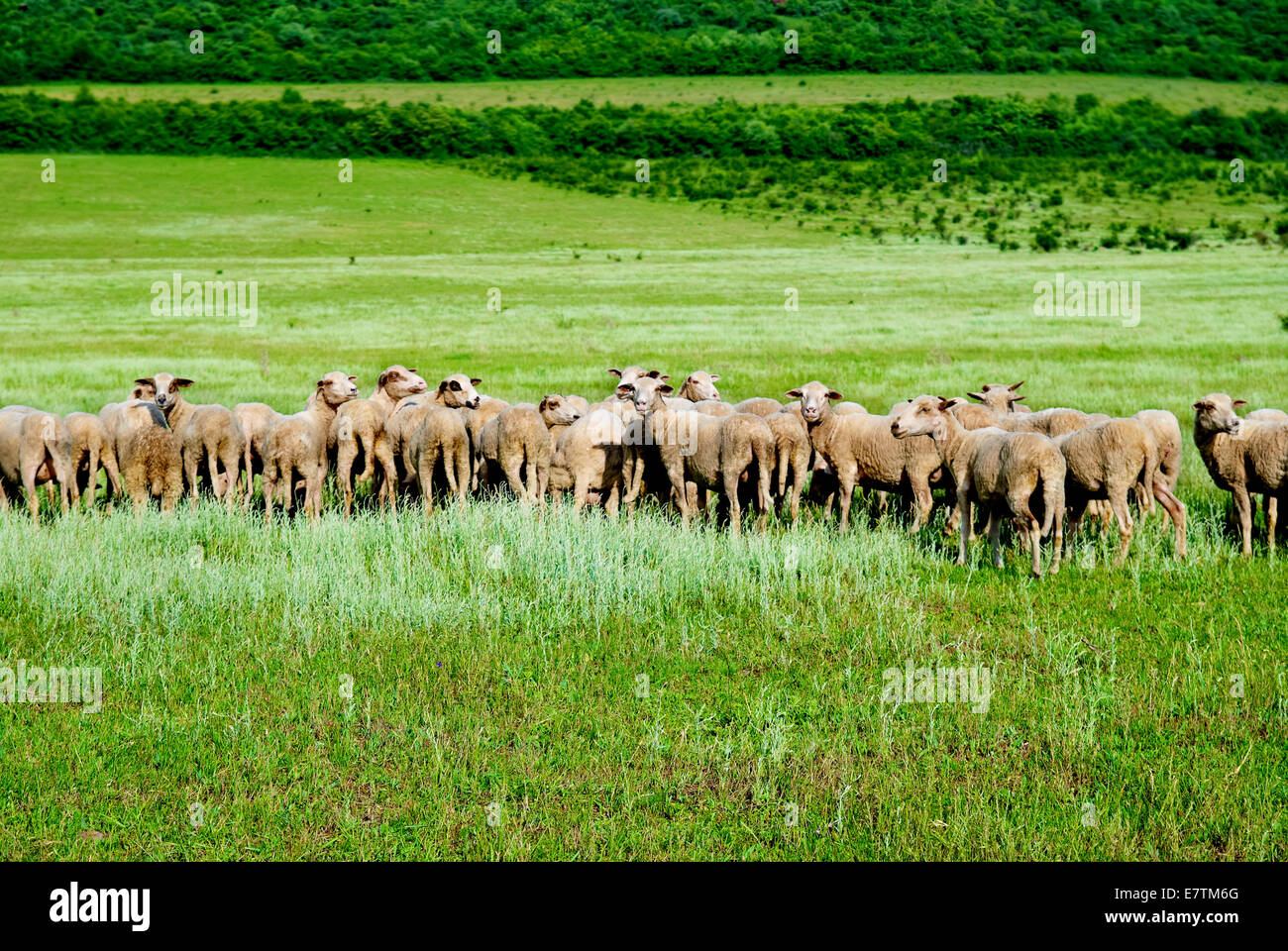 Herd of sheep on the green field Stock Photo - Alamy