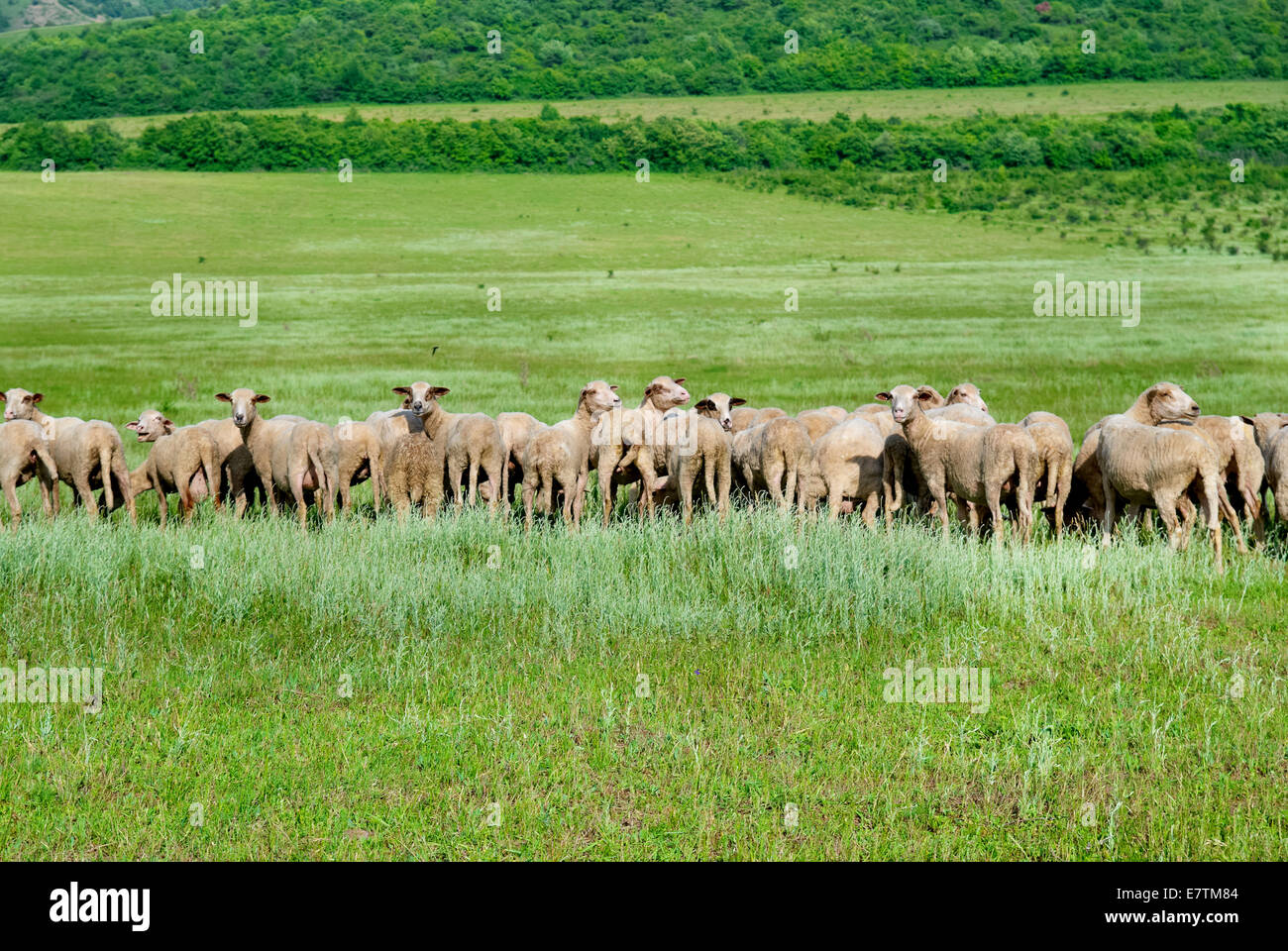 Herd of sheep on the green field Stock Photo - Alamy