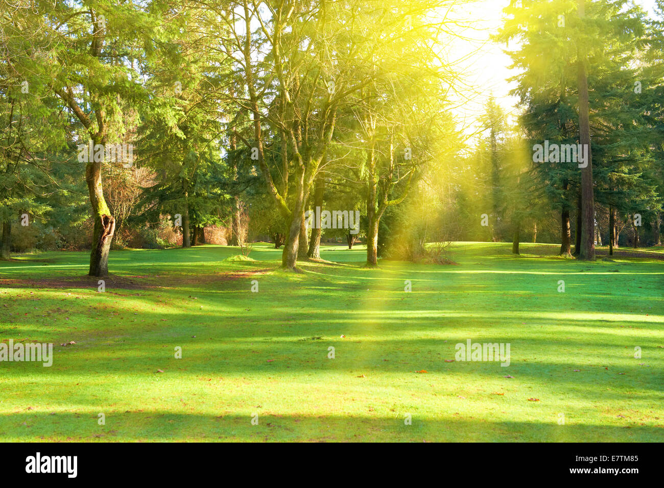 Green lawn with trees in park under sunny light Stock Photo - Alamy