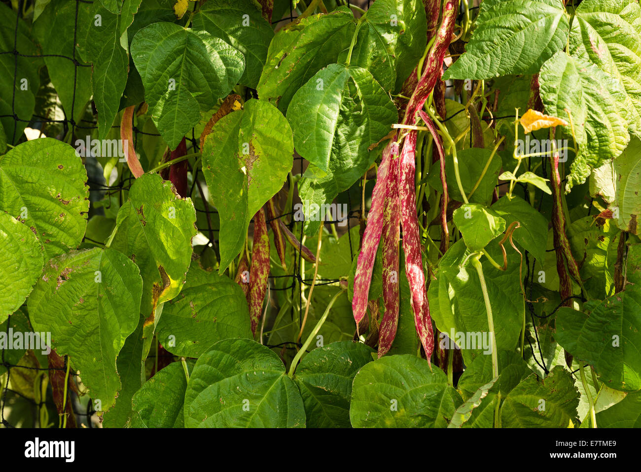 Climbing French variated runner bean a traditional Italian climbing