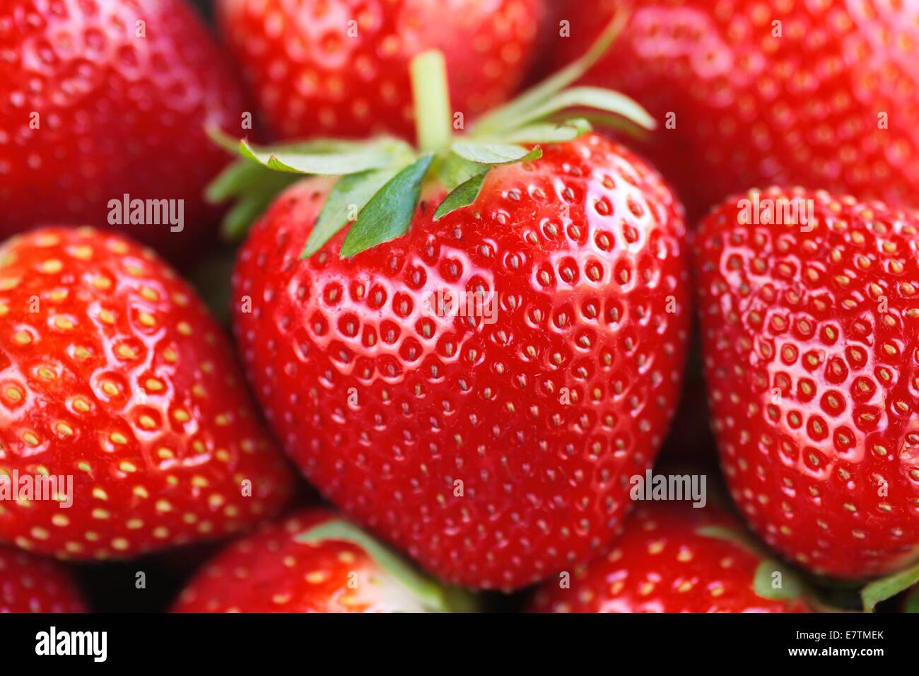 Strawberries (Fragaria x ananassa). Stock Photo