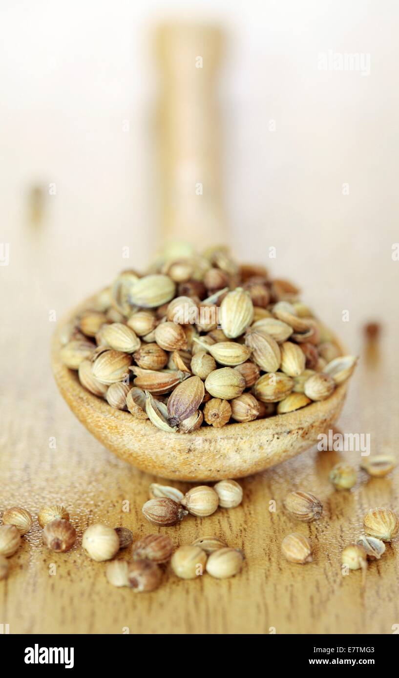Coriander seeds (Coriandrum sativum). Stock Photo