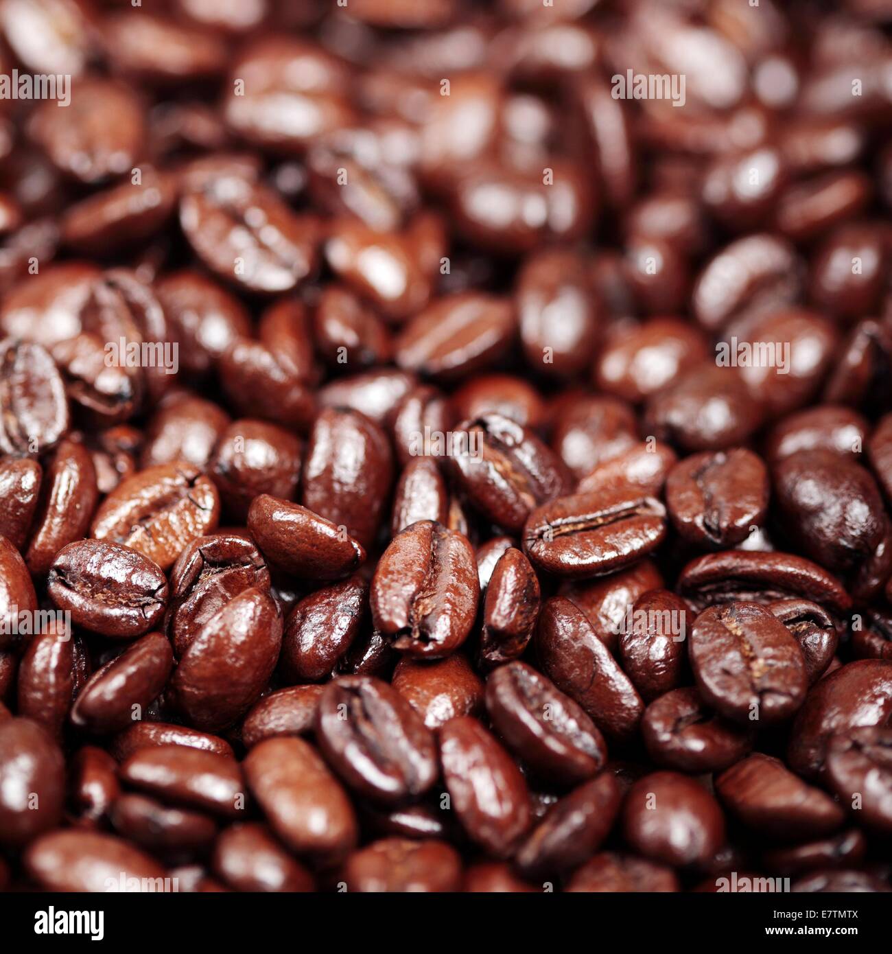 Coffee beans (Coffea arabica). Stock Photo