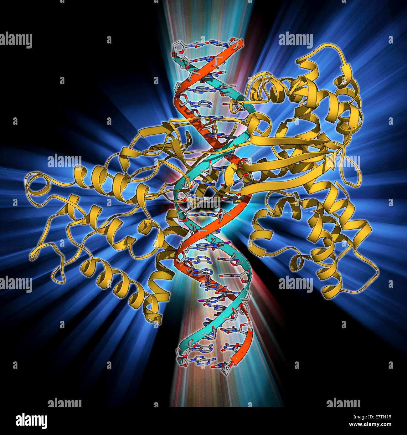 Type I topoisomerase bound to DNA. Molecular model showing a type I topoisomerase molecule (khaki) bound to a strand of DNA (deoxyribonucleic acid, red and blue). The topoisomerase enzymes assist in uncoiling DNA. DNA is usually stored in a supercoiled fo Stock Photo