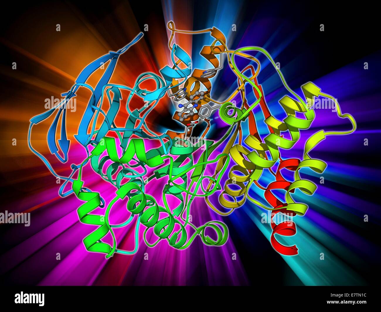 acetylcholinesterase-molecular-model-this-enzyme-hydrolyses-the