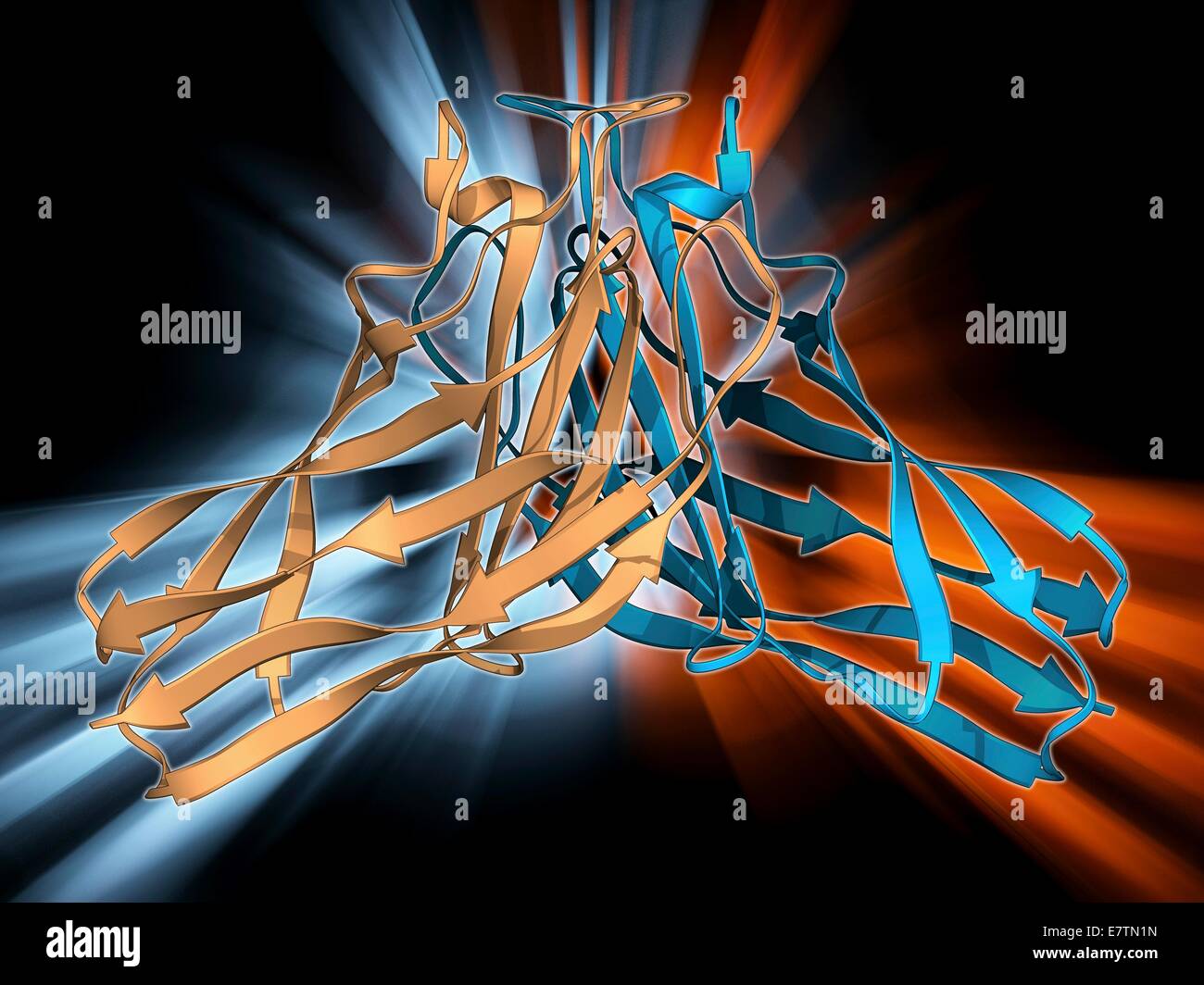 Cohesion Stock Photos Cohesion Stock Images Biology Diagrams