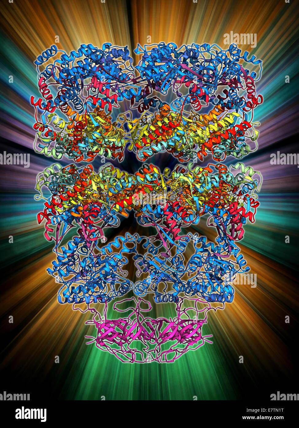Chaperonin protein complex. Molecular model showing the structure of a GroEL GroES (ADP)7 chaperonin complex. Chaperonins are proteins that provide favourable conditions for the correct folding of other proteins, thus preventing aggregation (clumping) due Stock Photo