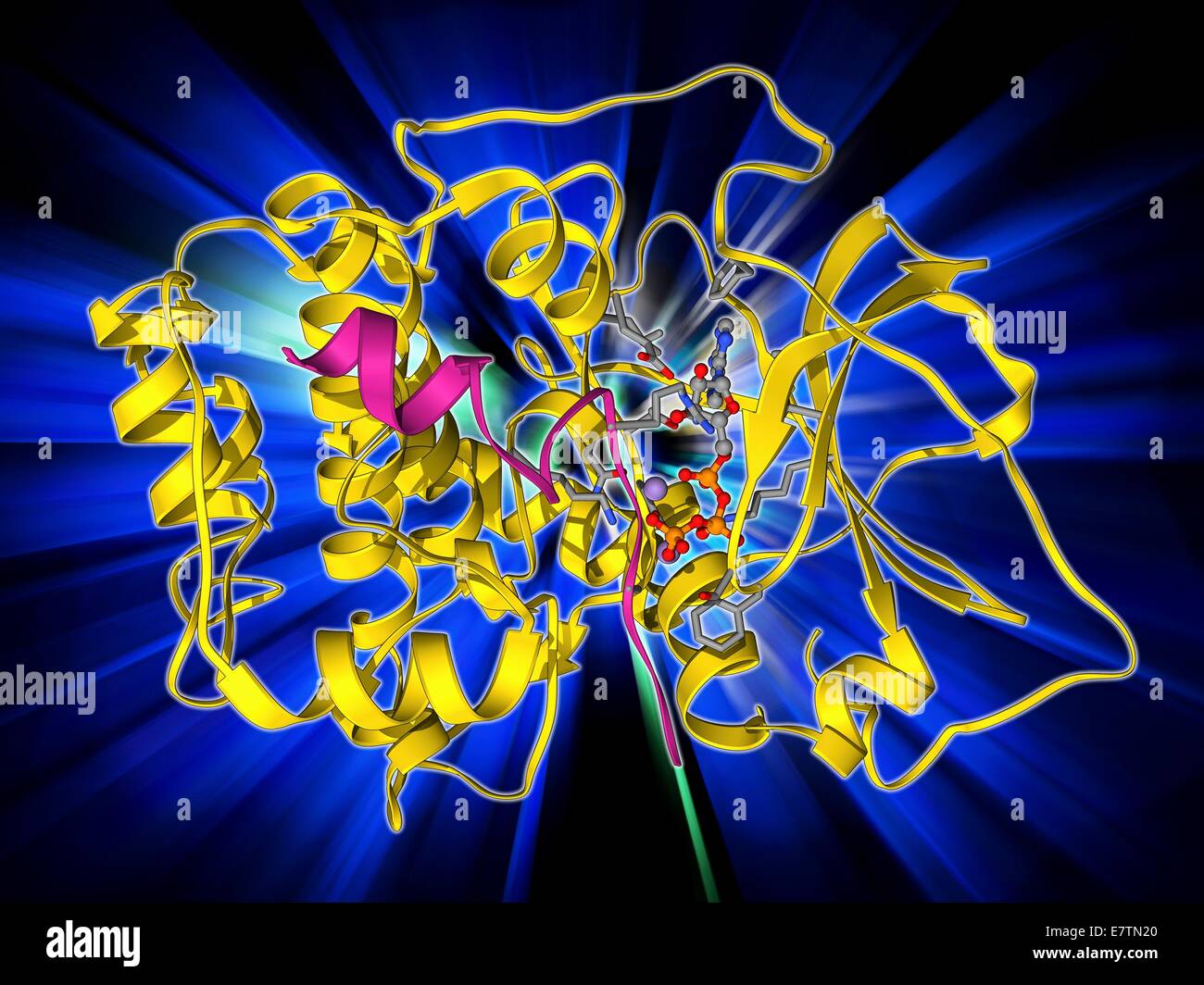 cAMP-dependent protein kinase. Molecular model of cAMP-dependent protein kinase complexed with a peptide inhibitor and ATP (adenosine triphosphate). This enzyme is also known as protein kinase A (PKA). Protein kinase enzymes modify other proteins by chemi Stock Photo