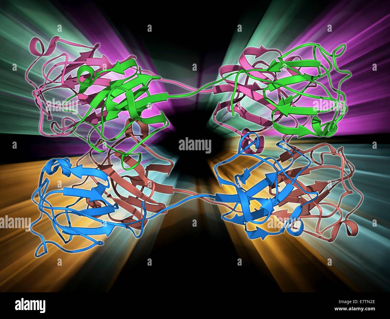 Eye lens protein. Molecular model of betacrystallin, a protein found
