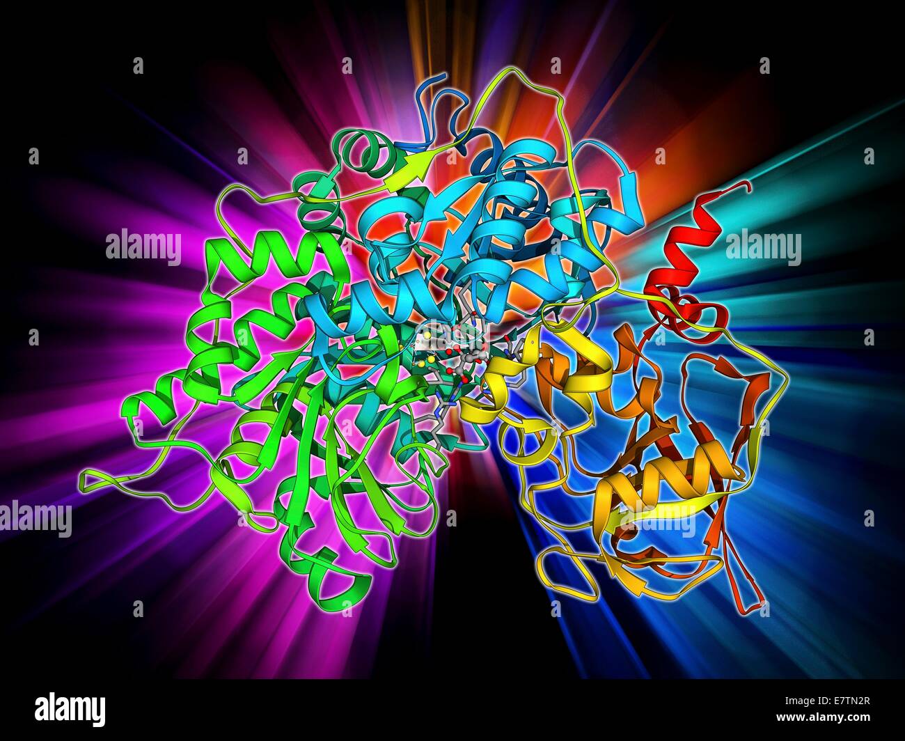 Molecular aconitase ... Metabolic the enzyme. of enzyme model enzyme Molecular aconitase ... enzyme. of the Metabolic model