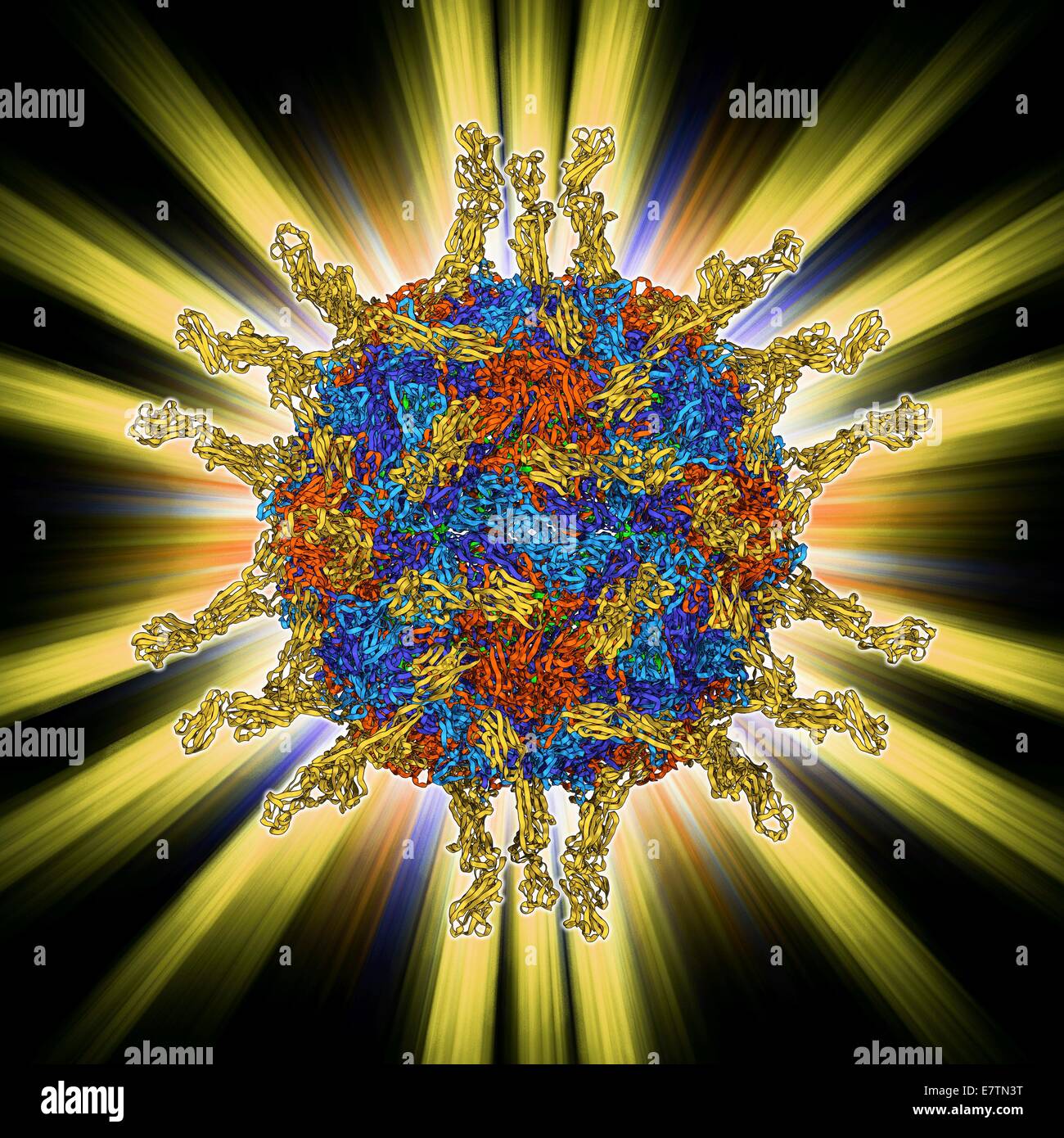 Human poliovirus particle. Molecular model of the capsid of the human poliovirus. The capsid is a protein coat that encloses the virus's genetic information (genome), stored as RNA (ribonucleic acid). The protruding proteins are receptors, which enable th Stock Photo
