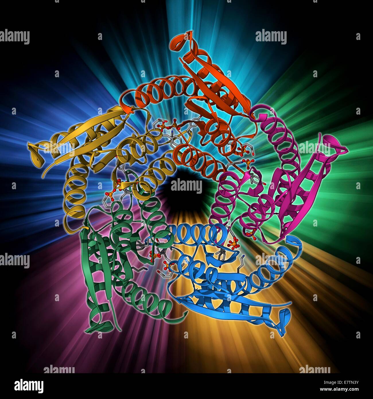 Lumazine synthase molecule. Molecular model showing the structure of a lumazine synthase enzyme molecule from a Brucella abortus bacterium. This protein, also known as riboflavin synthase, is found in bacteria, archaea, plants and fungi, where it catalyse Stock Photo