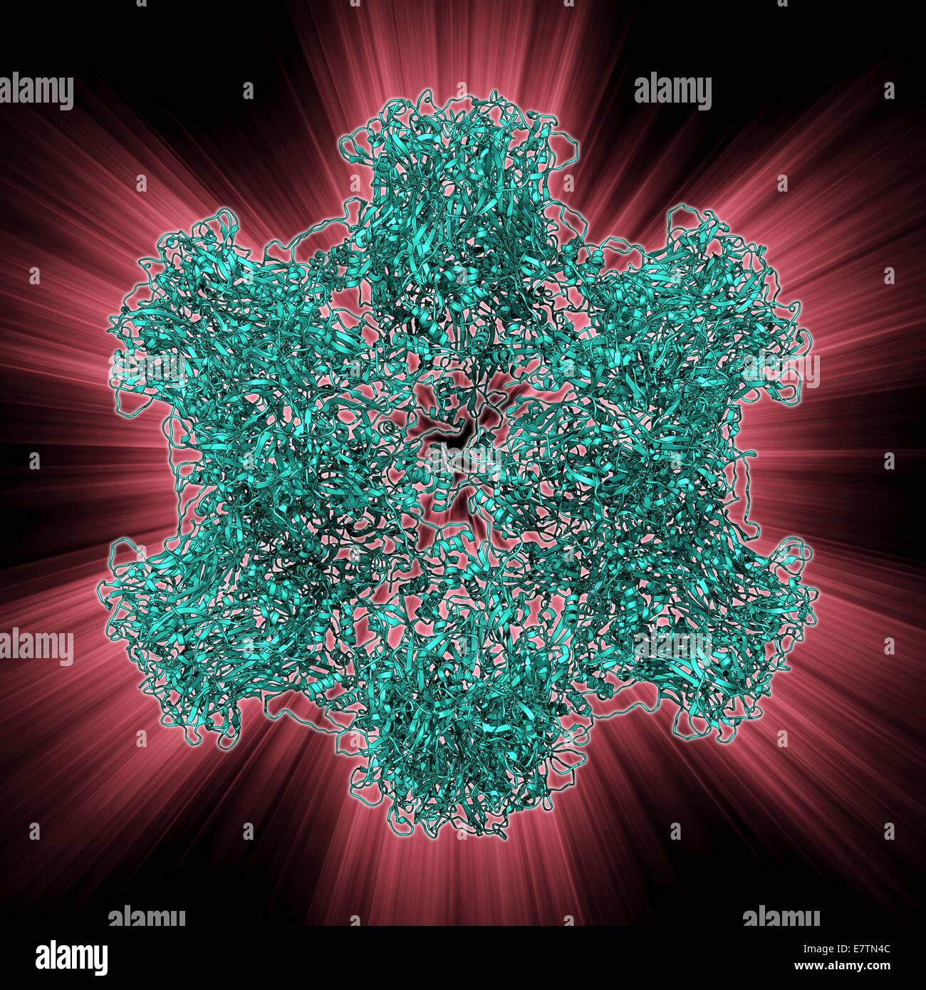 HPV surface protein L1, molecular model. This is a complex made up of the protein L1, found in the capsid (outer protein coat) of the human papilloma virus (HPV). L1 spontaneously forms a complex like this which resembles HPV. These complexes have been us Stock Photo