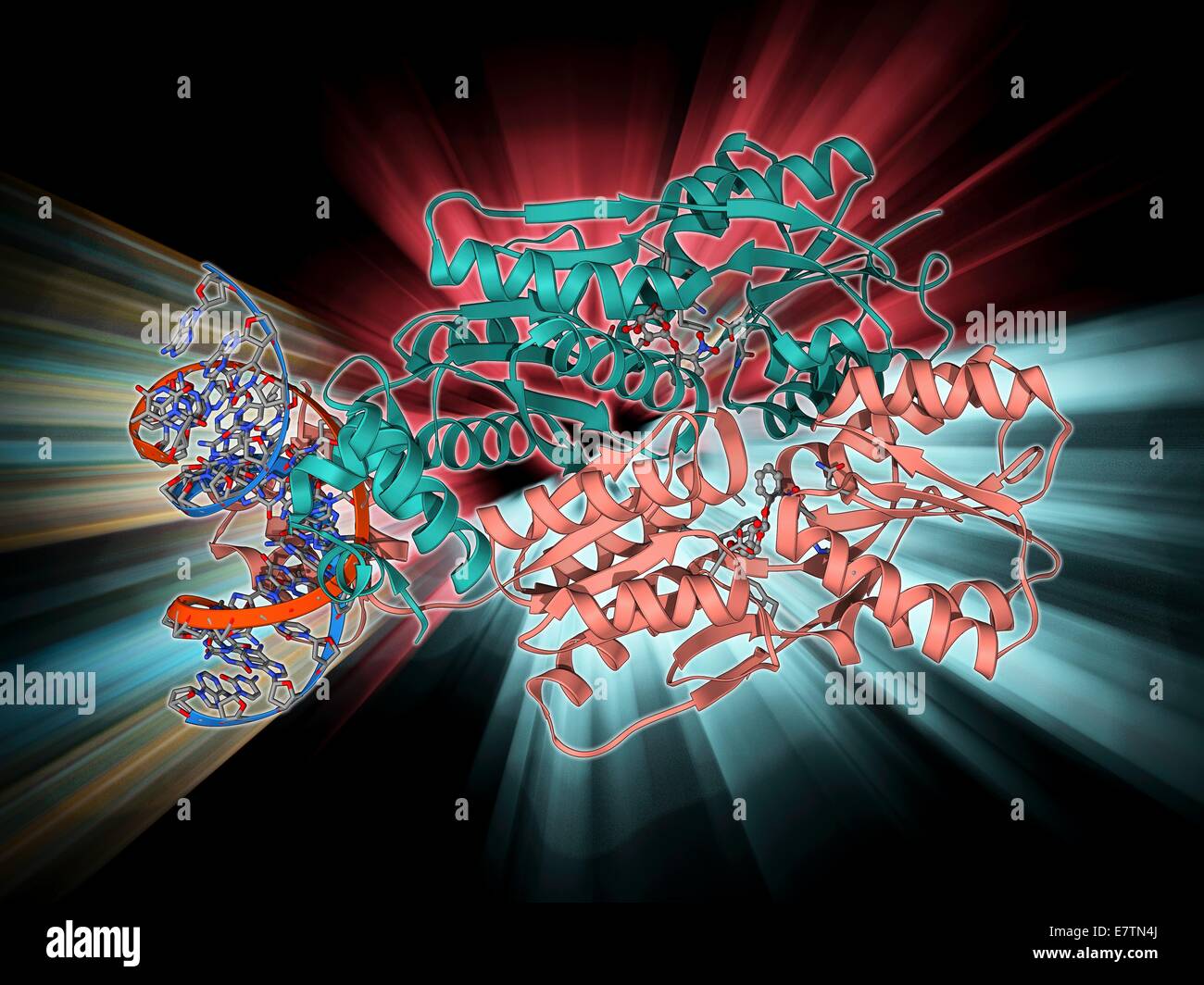 LAC repressor bound to DNA. Molecular model of a LAC (lactose) repressor molecule (pink and turquoise) interacting with bacterial DNA (deoxyribonucleic acid, red and blue). The LAC repressor inhibits the expression of genes that code for an enzyme which m Stock Photo