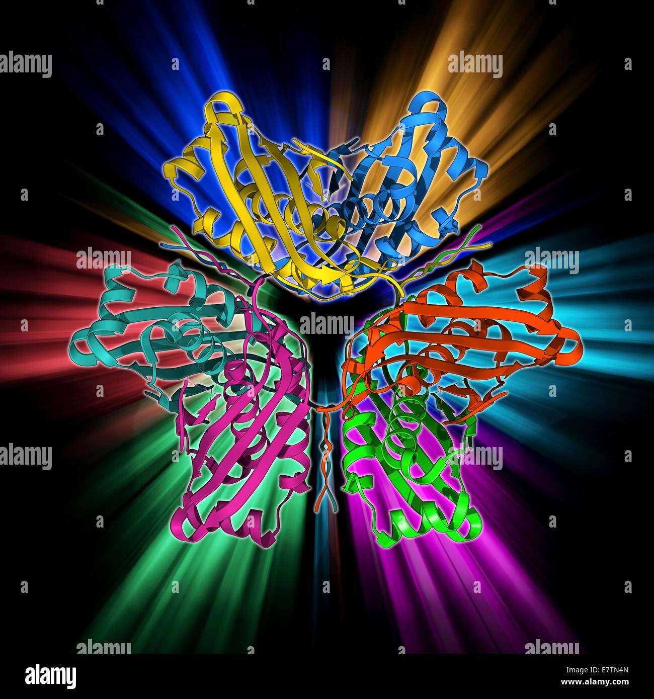 MoaC protein. Molecular model of the molybdenum cofactor biosynthesis ...