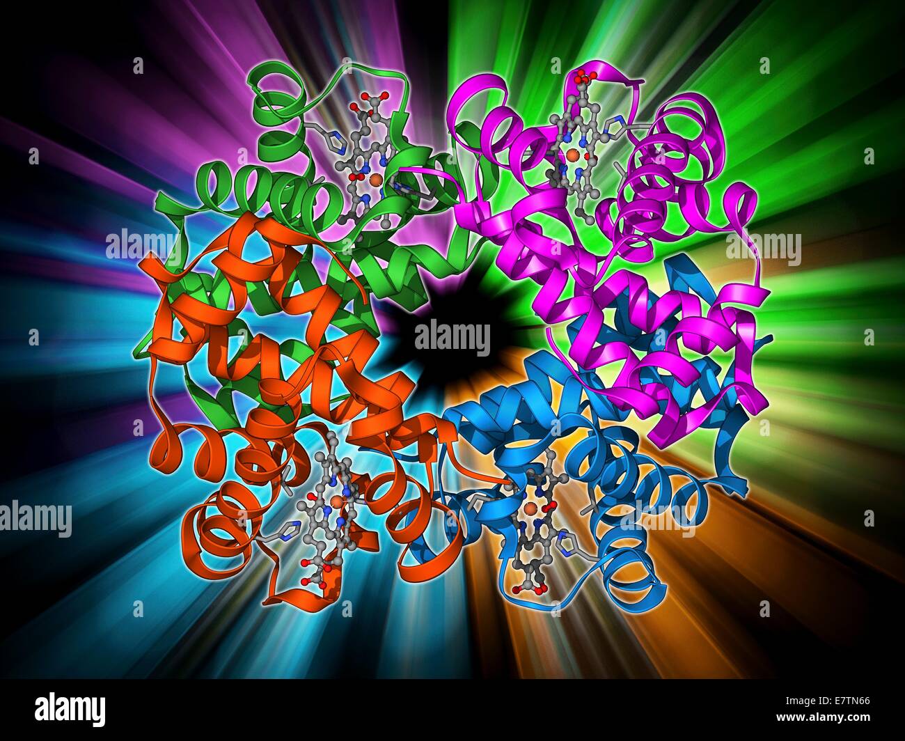 Haemoglobin, molecular model. Haemoglobin is a metalloprotein that transports oxygen around the body in red blood cells. Each molecule consists of iron-containing haem groups (sticks) and globin proteins (amino acid chains, coils). Each globin protein is Stock Photo