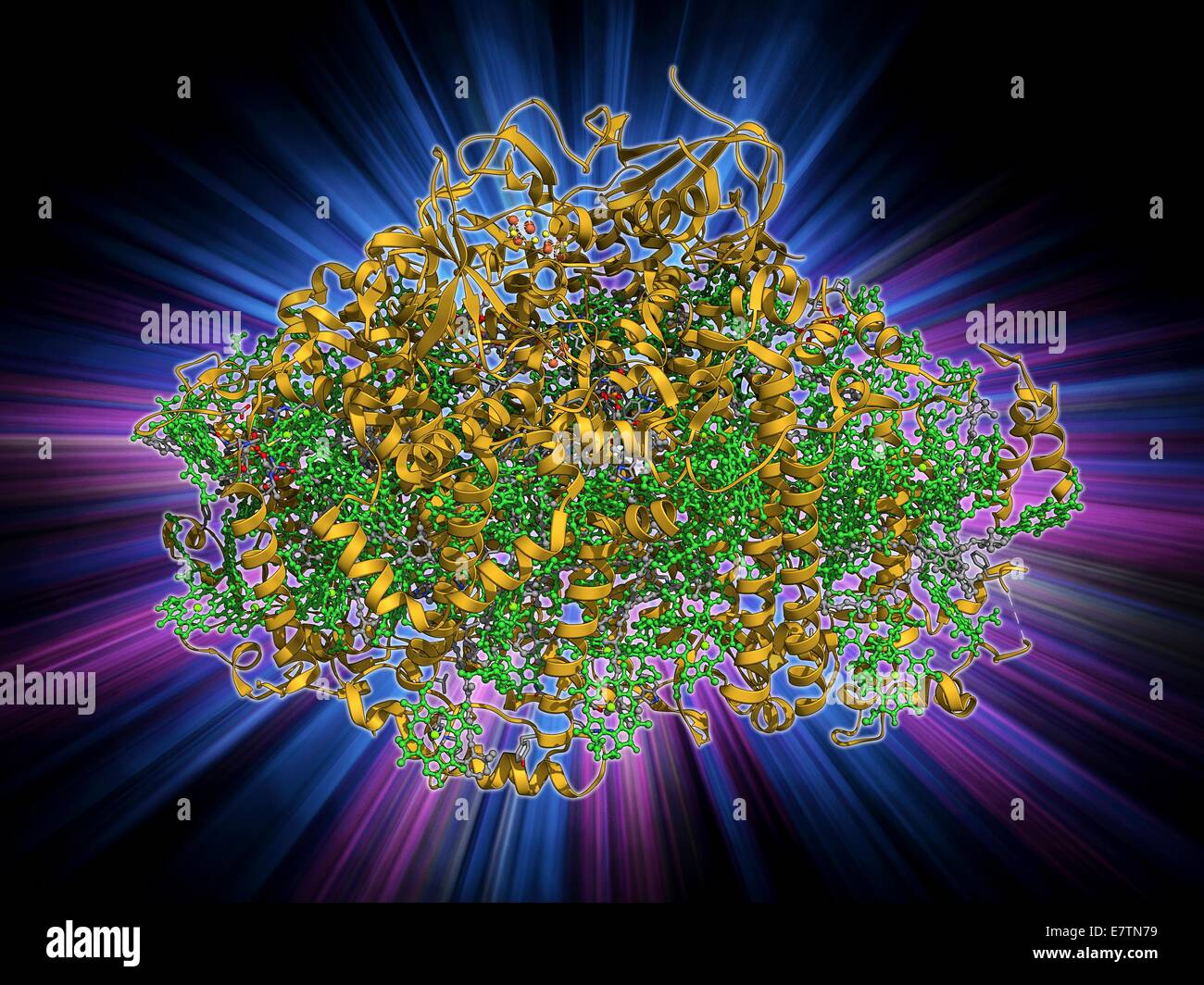Photosystem I. Molecular model of the photosystem I complex from the cyanobacterium Synechococcus elongatus. Shown here are beta-carotene, alpha-chlorophyll and reaction centre subunits. Photosystems are protein complexes involved in photosynthesis. They Stock Photo