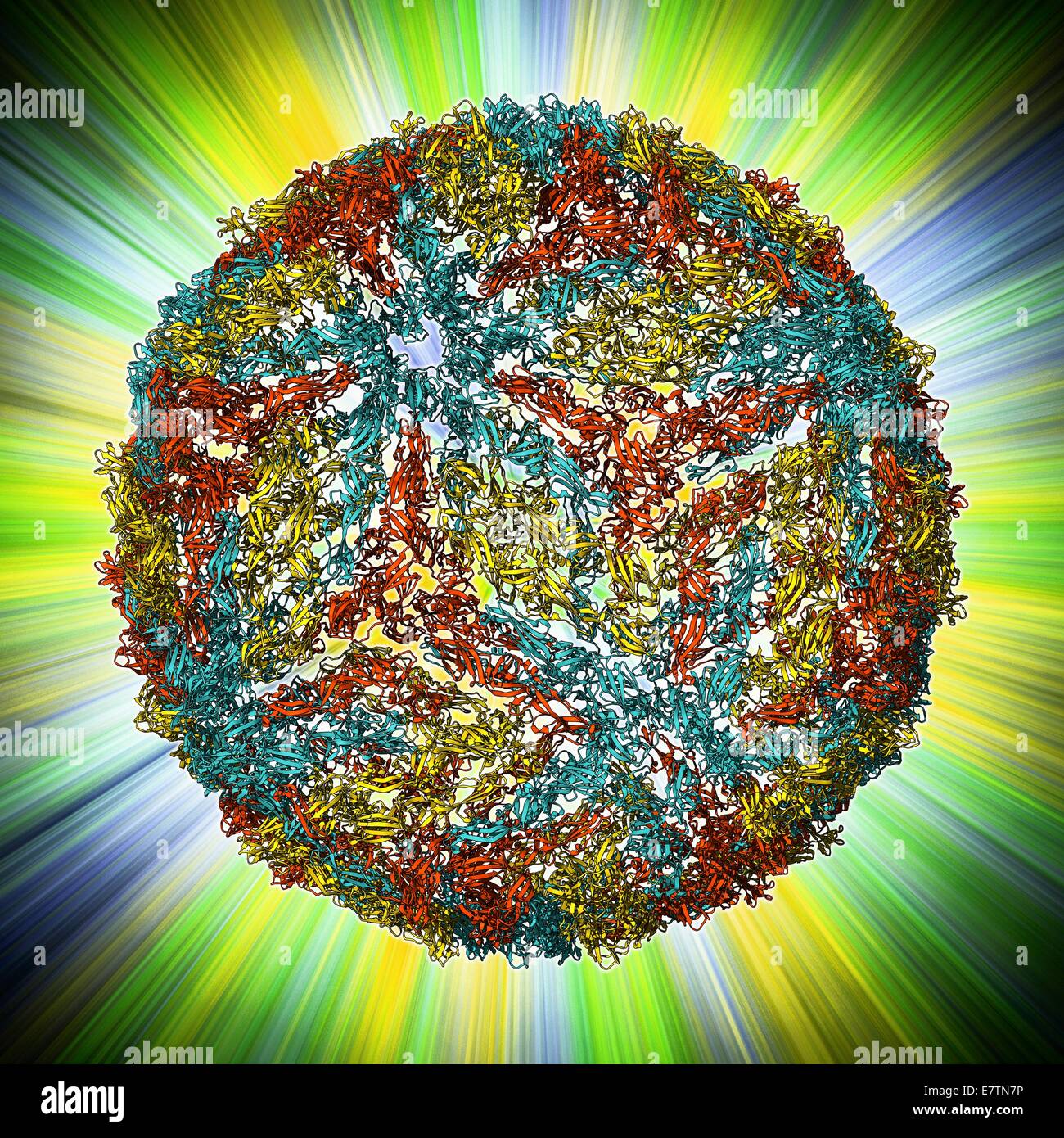 Dengue virus capsid, molecular model. This virus, transmitted by mosquito bites, causes the tropical disease dengue fever in humans. In viruses, the capsid is the protein shell that encloses the genetic material. A capsid consists of subunits called capso Stock Photo