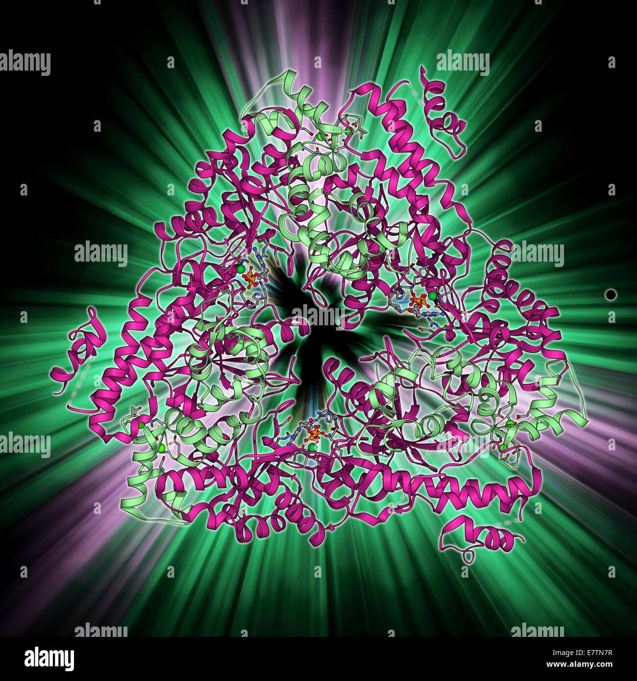 Anthrax oedema factor. Molecular model of oedema factor (EF) from the anthrax bacterium Bacillus antracis complexed with a calmodulin protein molecule. EF is one of three protein components that form the anthrax toxin. It is an enzyme that interferes with Stock Photo