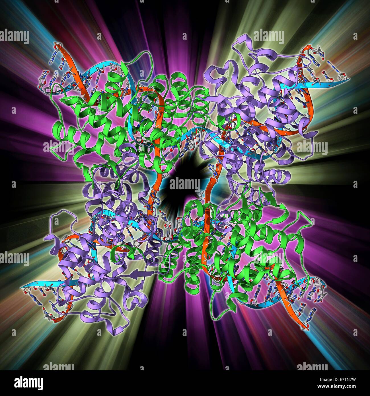 Enzyme catalysing DNA recombination. Molecular model of the enzyme CRE (cyclization recombination) recombinase (green and purple) mediating the recombination of strands of DNA (deoxyribonucleic acid, red and blue) at a Holliday Junction. This recombinatio Stock Photo