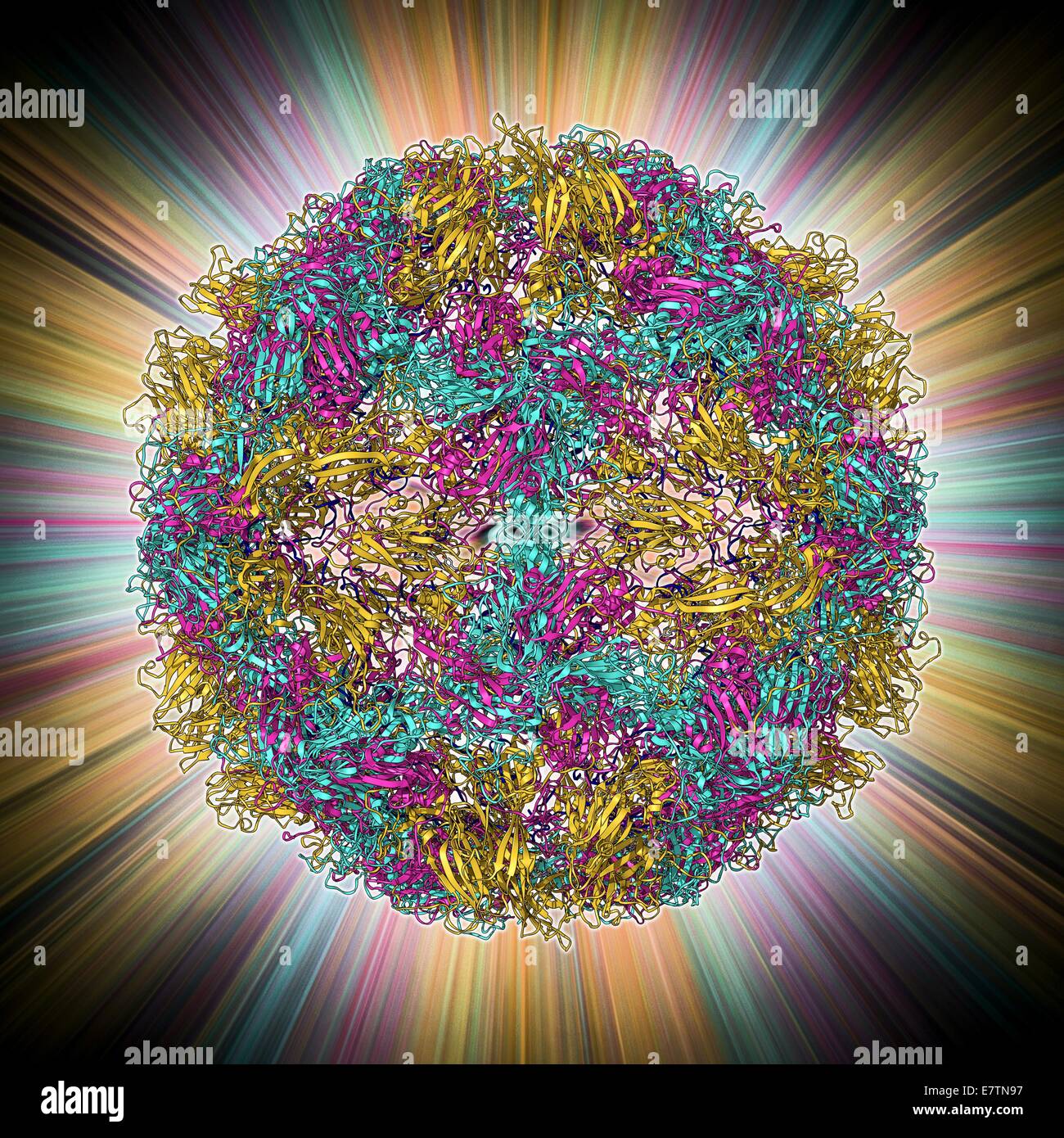 Rhinovirus 14 capsid, molecular model. This is human rhinovirus 14. The rhinovirus infects the upper respiratory tract and is the cause of the common cold. It is spread by coughs and sneezes. In viruses, the capsid is the protein shell that encloses the g Stock Photo