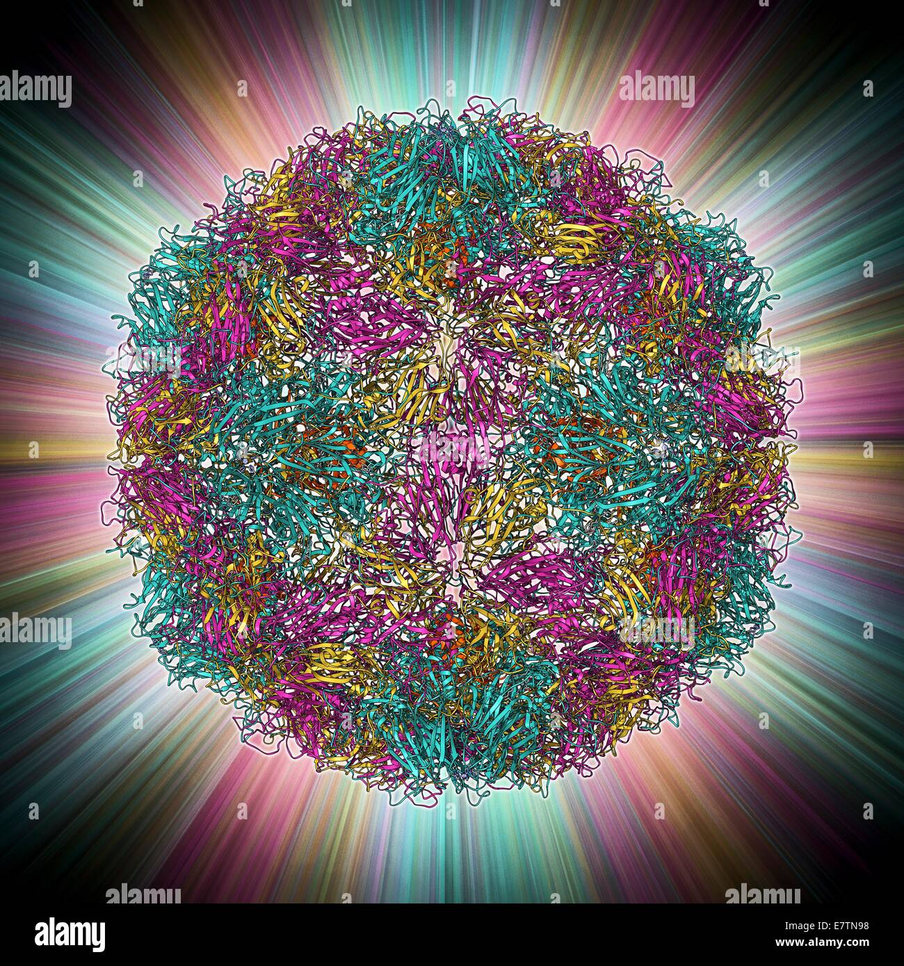 Rhinovirus 16 capsid, molecular model. This is human rhinovirus 16. The rhinovirus infects the upper respiratory tract and is the cause of the common cold. It is spread by coughs and sneezes. In viruses, the capsid is the protein shell that encloses the g Stock Photo