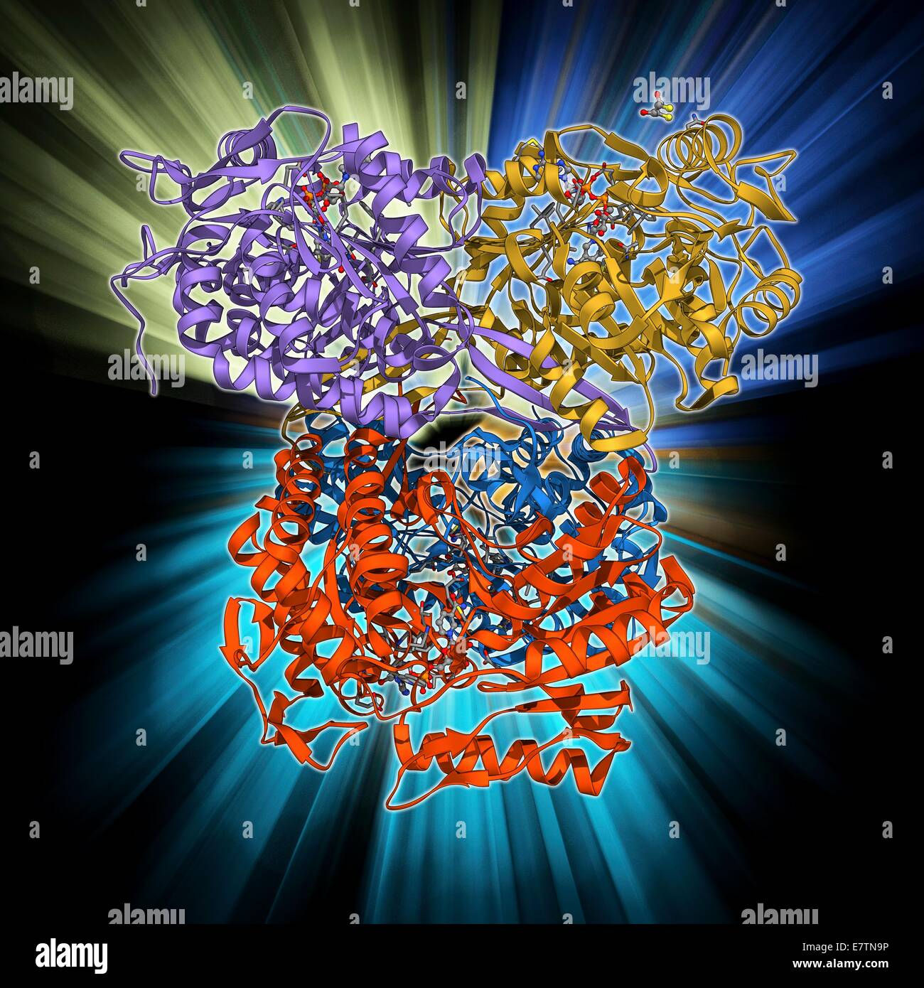Shrew eye lens protein. Molecular model of etacrystallin, a structural