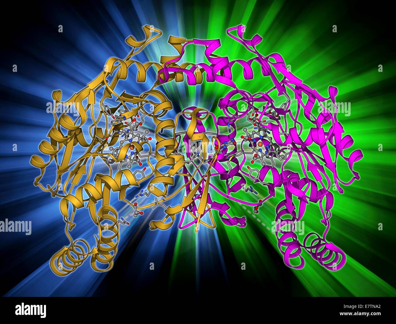Nitric oxide synthase, molecular model. This enzyme catalyses the