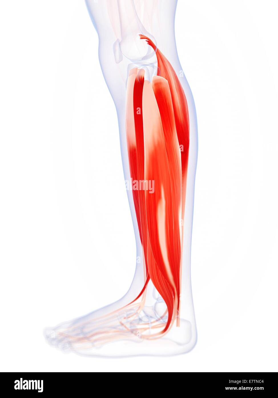 Human calf muscles, computer artwork Stock Photo Alamy
