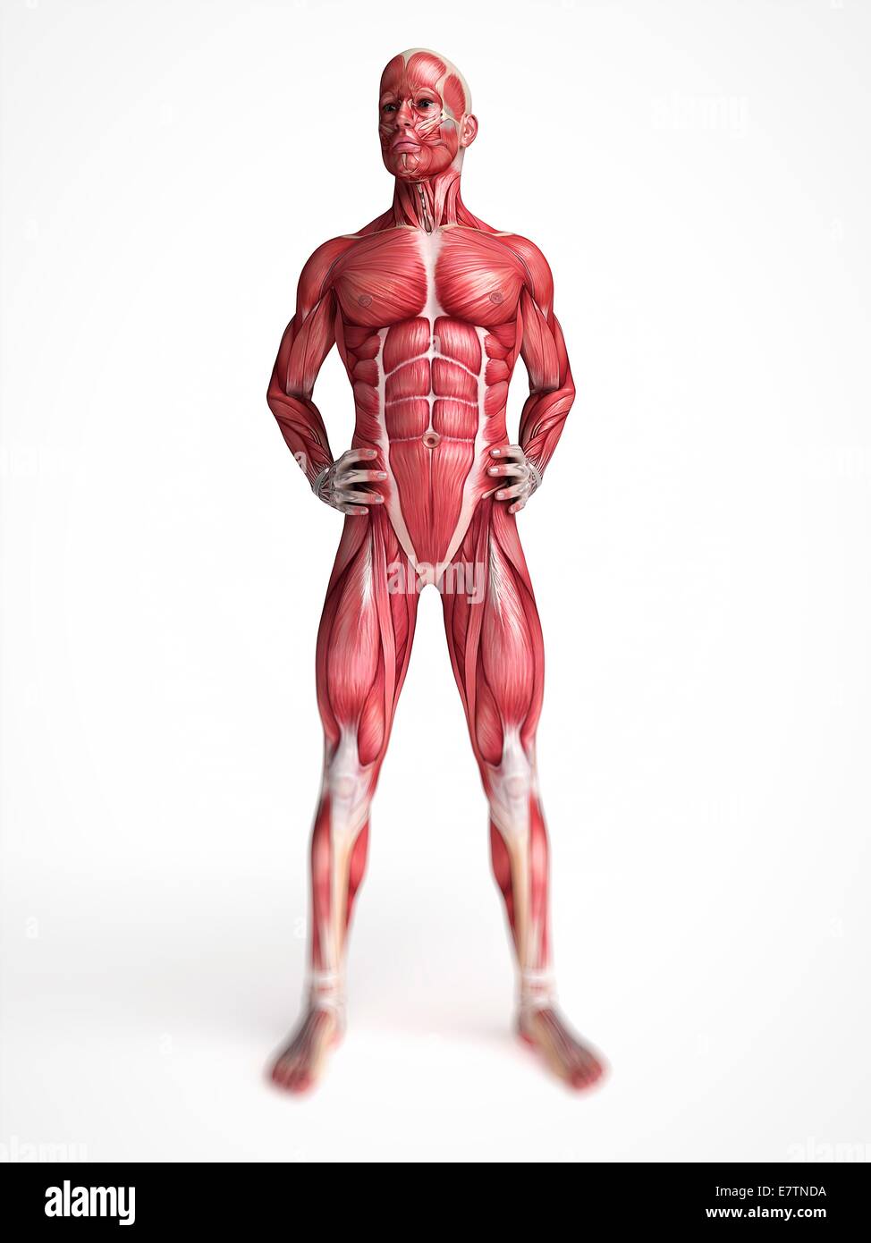 Anatomy male muscular front view hi-res stock photography and images ...