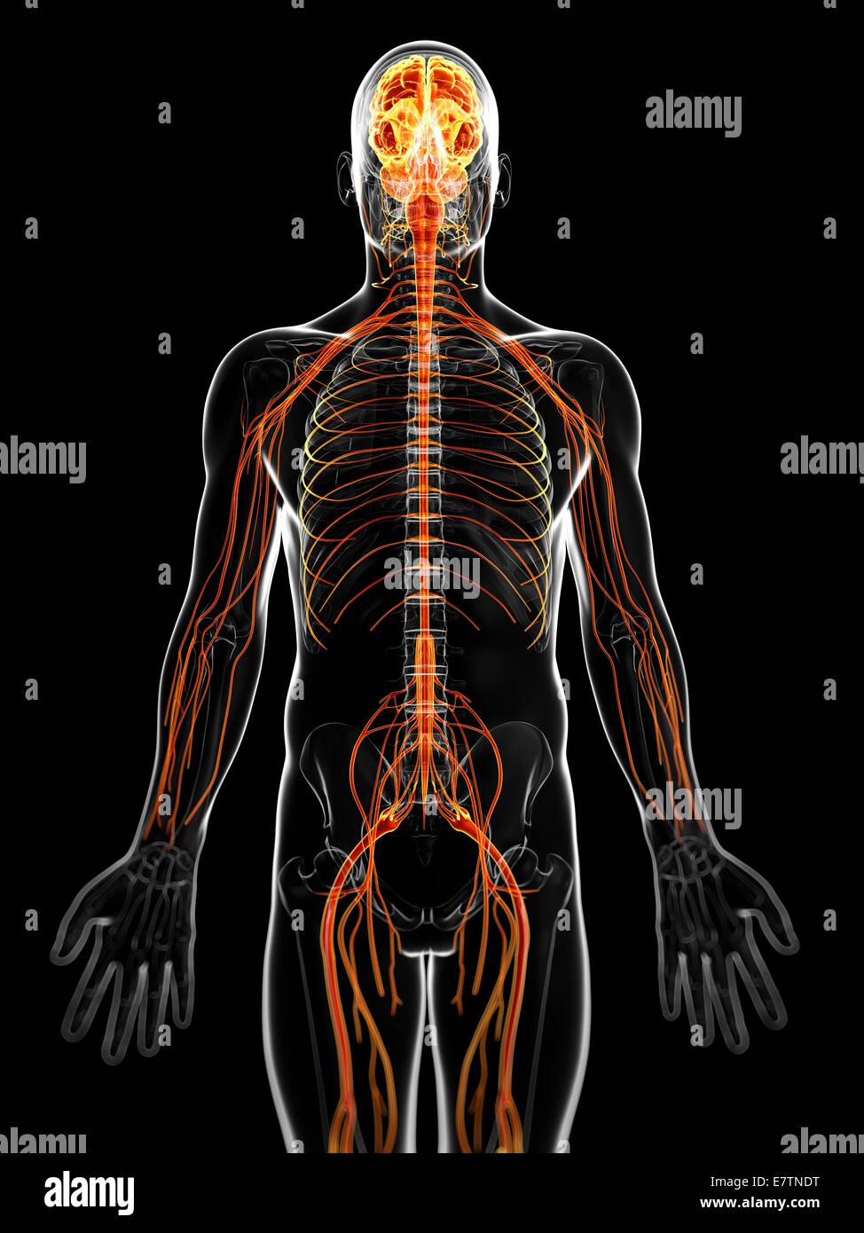 Human nervous system, computer artwork Stock Photo - Alamy