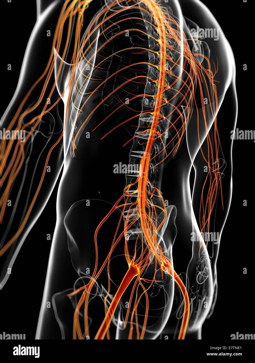 Human nervous system, computer artwork Stock Photo - Alamy
