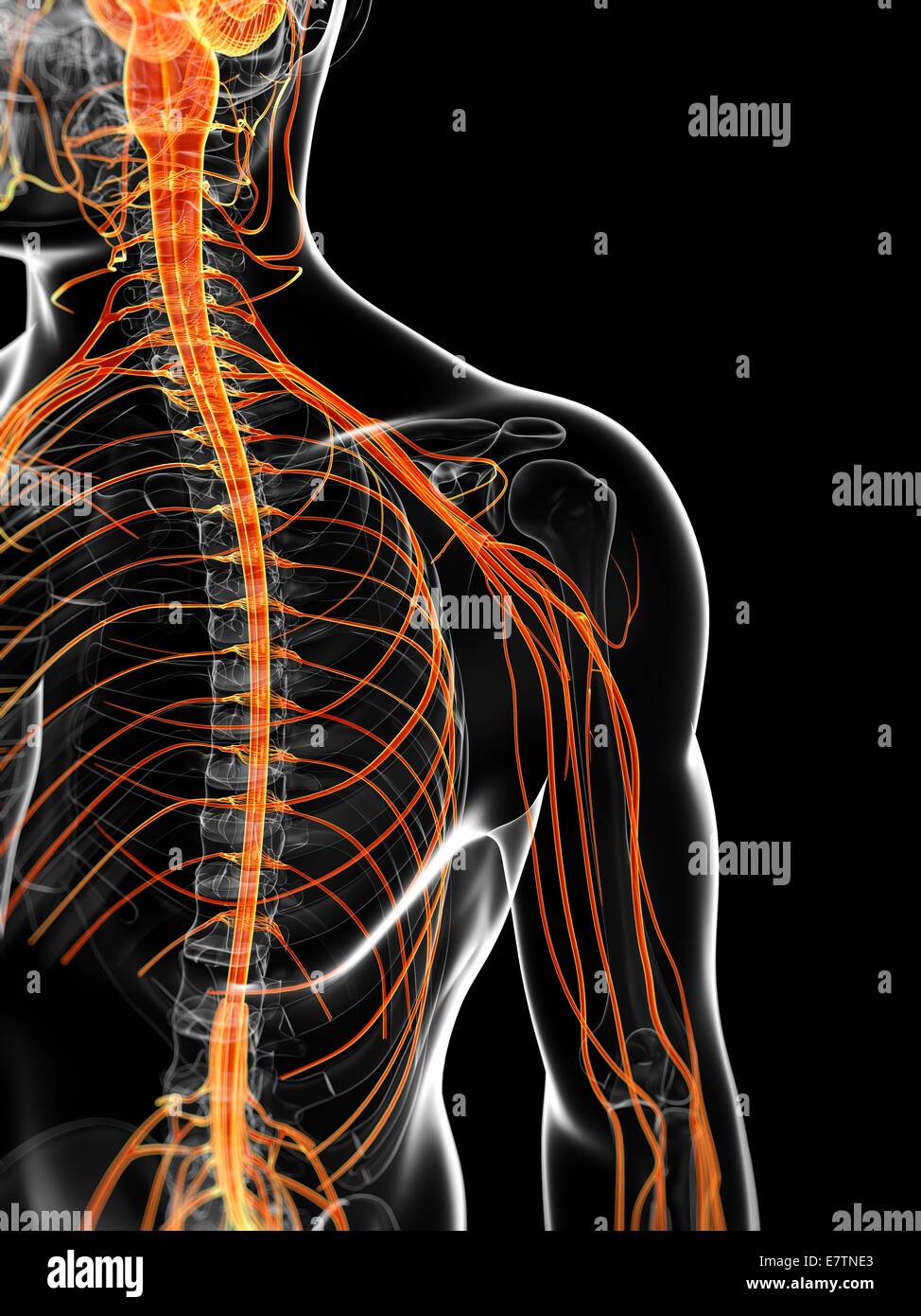 Human nervous system, computer artwork Stock Photo - Alamy