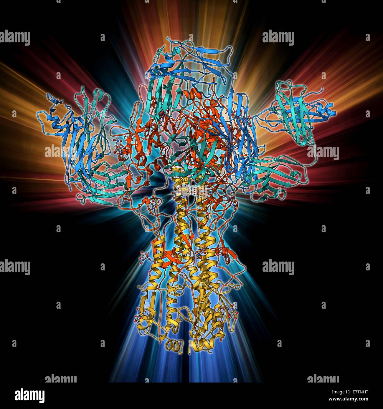 Haemagglutinin viral surface protein. Molecular model of haemagglutinin, a surface protein from the influenza virus, complexed with a neutralising antibody. Haemagglutinin's function is to bind to the surface of its target cell and allow the viral genes i Stock Photo