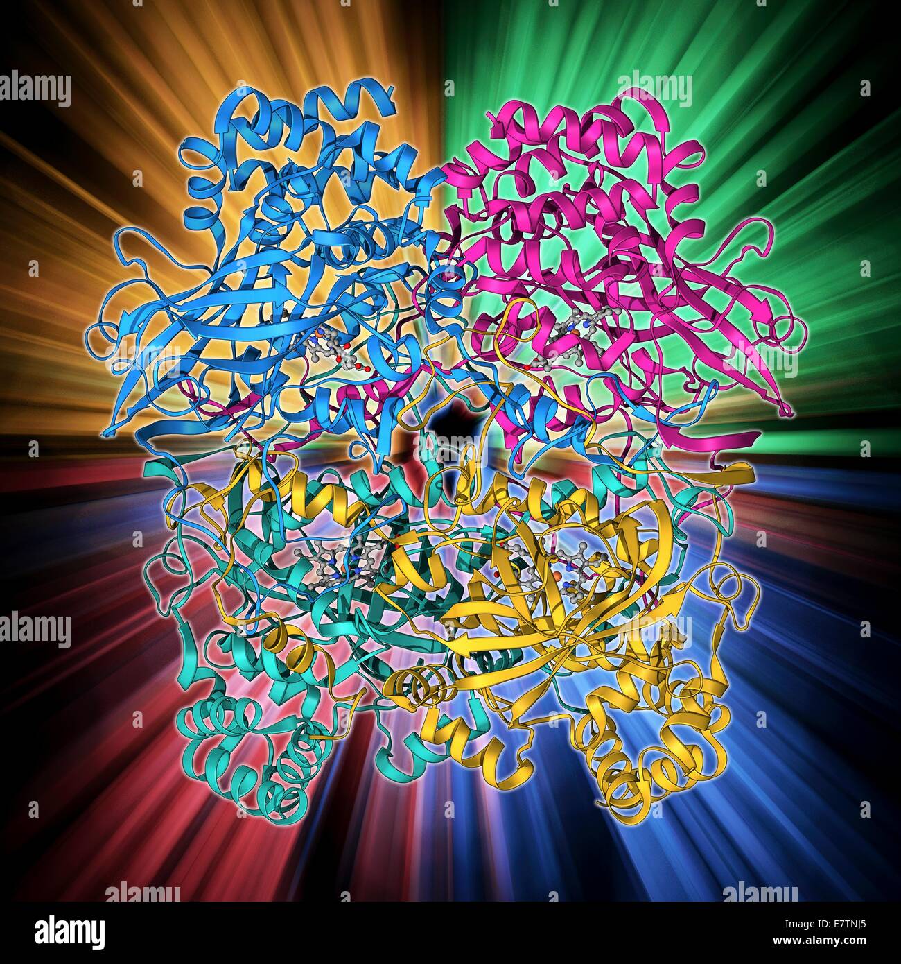 Human catalase, molecular model. This enzyme catalyses the break down