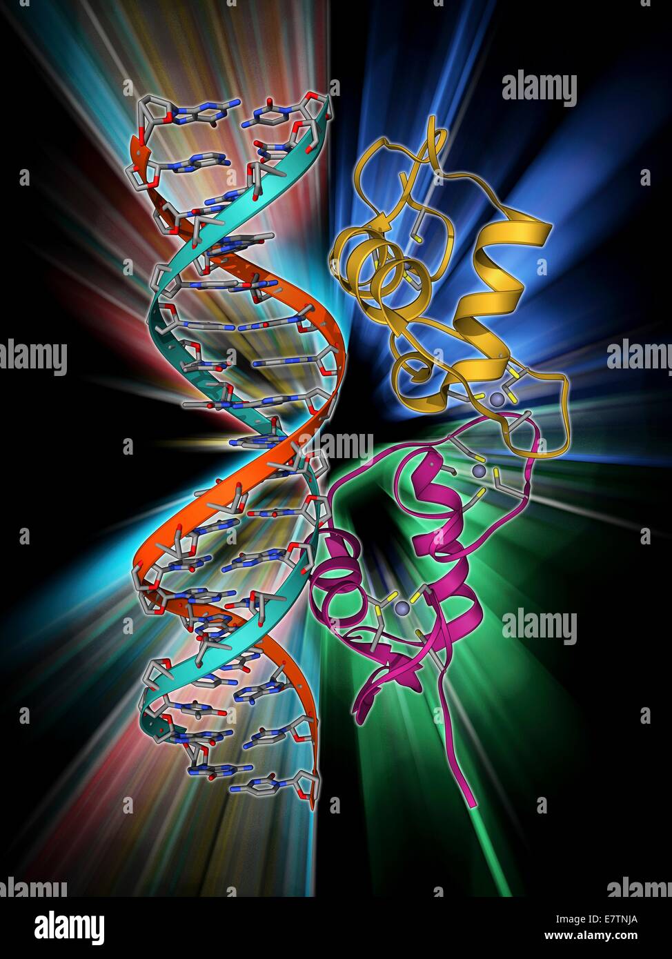Androgen receptor. Molecular model of the DNA-binding region of an androgen receptor (pink and yellow) complexed with DNA (deoxyribonucleic acid, blue and red). Androgen receptors are nuclear receptors that are activated by binding of either of the androg Stock Photo