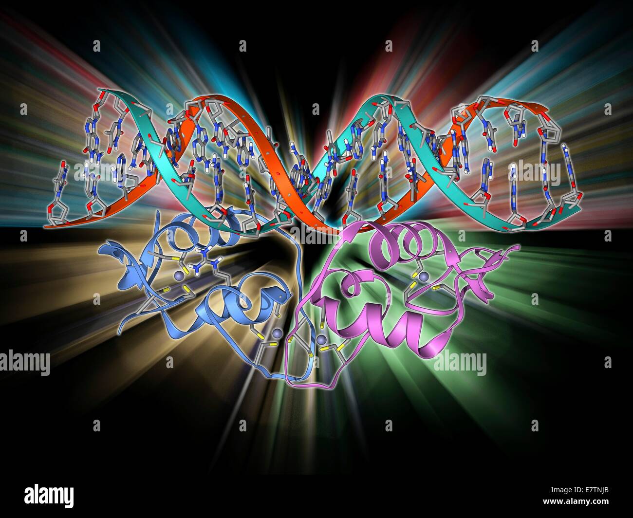 Transcription factor and DNA molecule. Molecular model of glucocorticoid receptor (GR) transcription factor protein (pink and blue) complexed with a molecule of DNA (deoxyribonucleic acid, red and blue). Transcription factors regulate the transcription of Stock Photo