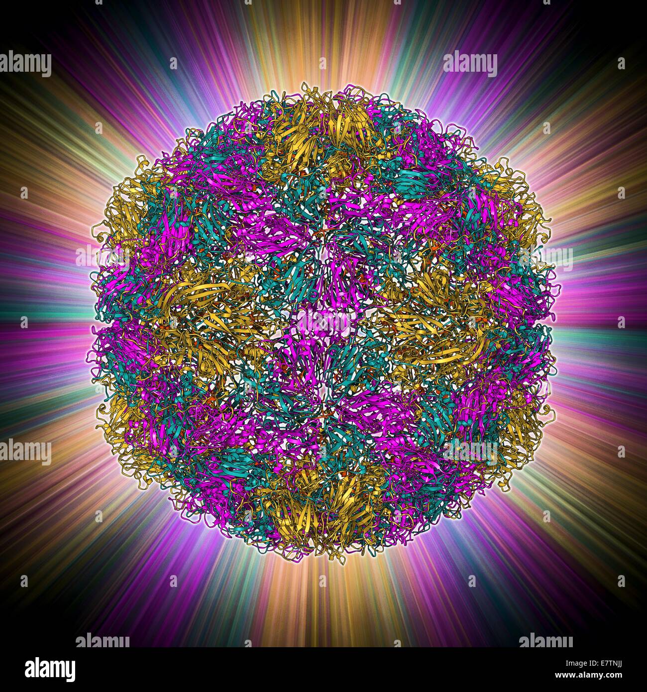 Rhinovirus capsid, molecular model. This is human rhinovirus. The rhinovirus infects the upper respiratory tract and is the cause of the common cold. It is spread by coughs and sneezes. In viruses, the capsid is the protein shell that encloses the genetic Stock Photo