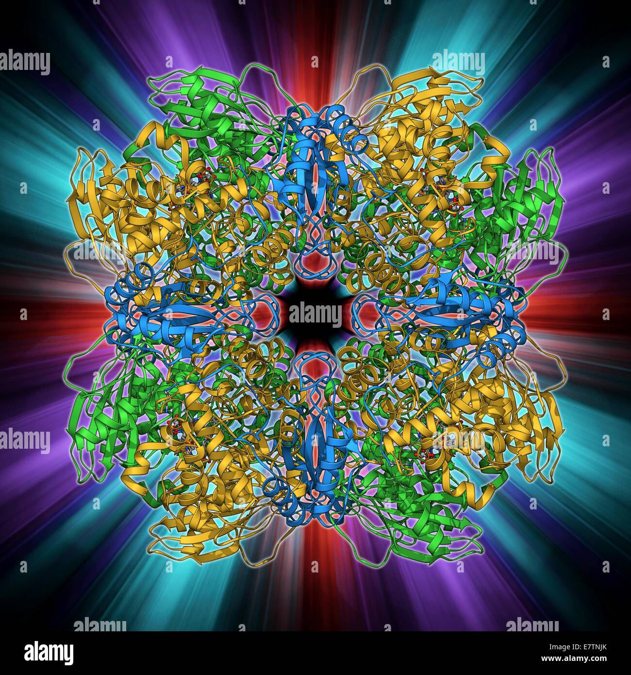 Rubisco. Molecular model of the enzyme rubisco (ribulose bisphosphate
