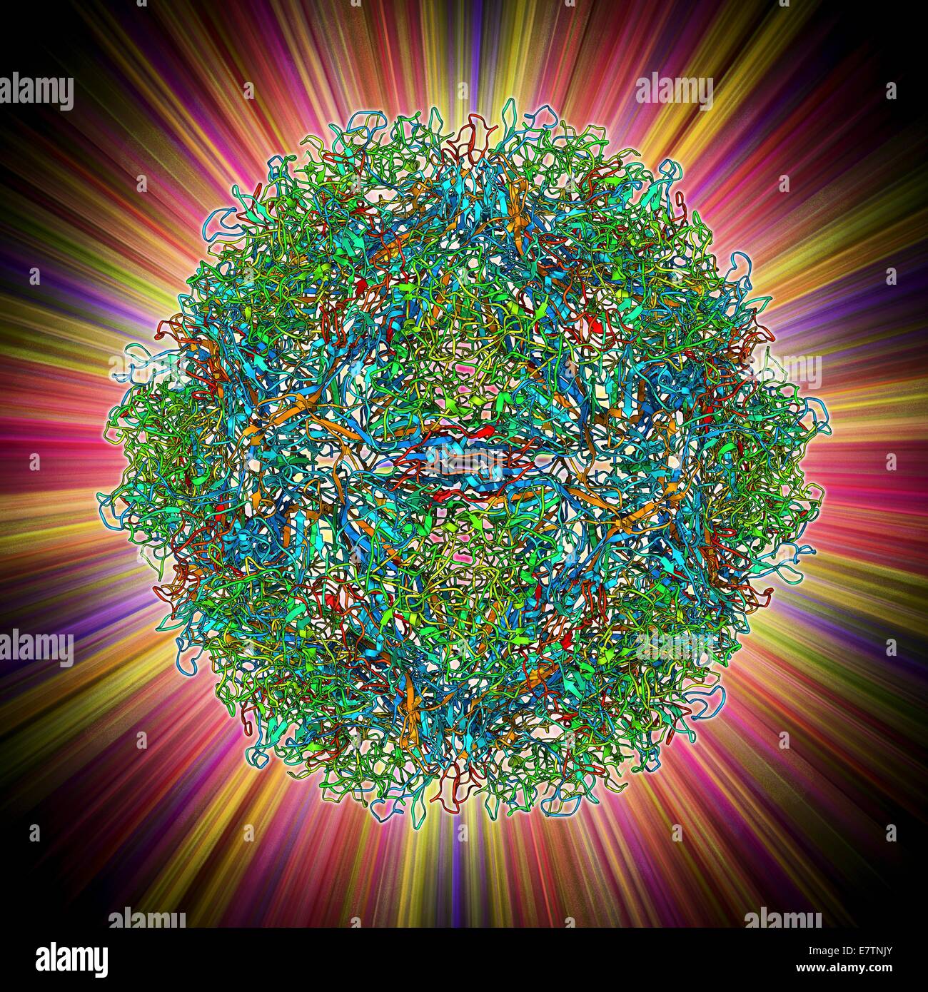 Parvovirus particle. Molecular model showing the structure of the capsid (outer protein coat) of a human parvovirus (family Parvoviridae) particle. Parvoviridae viruses include the smallest known viruses and some of the most environmentally resistant. Eac Stock Photo
