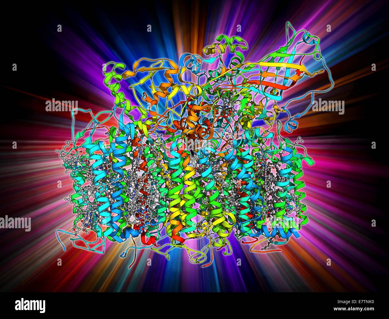 Photosystem II. Molecular model of the photosystem II complex. Photosystems are protein complexes involved in photosynthesis. Photosystem II is found on the thylakoid membranes of cyanobacteria, algae and plants. It is the first step in photosynthesis. It Stock Photo
