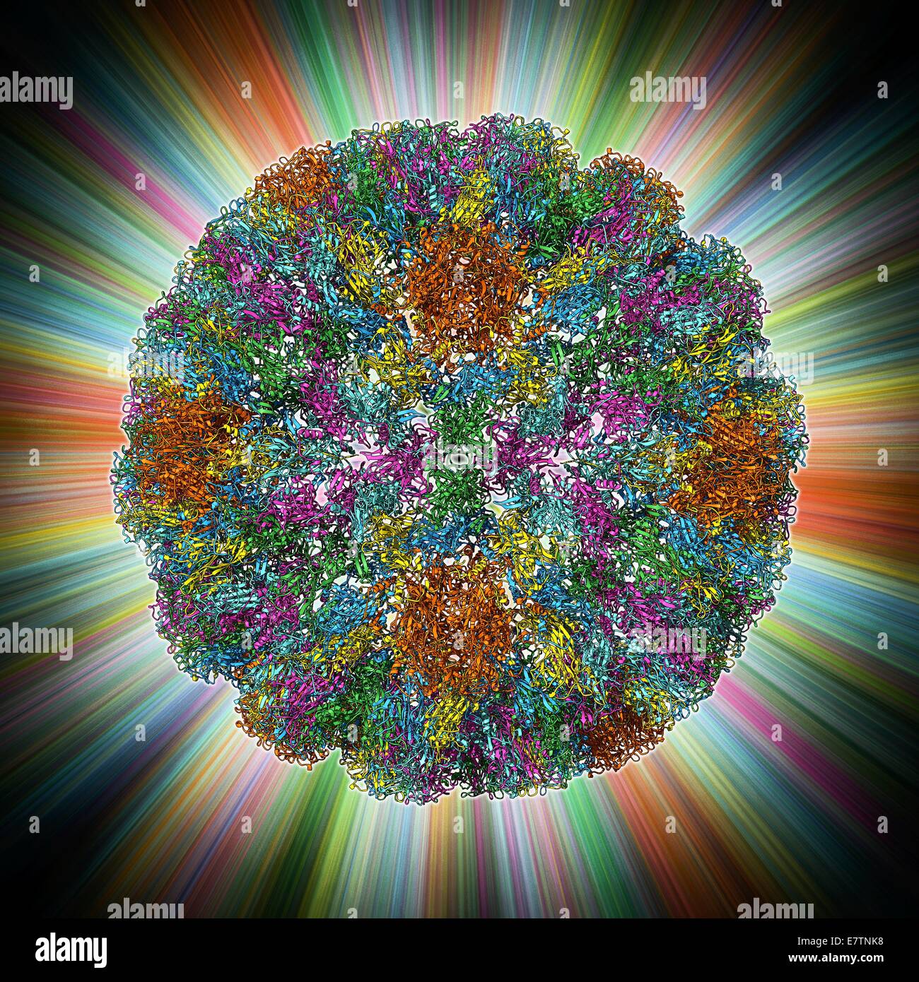 SV40 virus capsid, molecular model. Simian virus 40 (SV40) is found in monkeys such as Rhesus monkeys and macaques. Potentially tumour-causing, it is used in laboratory research and in vaccines. In viruses, the capsid is the protein shell that encloses th Stock Photo