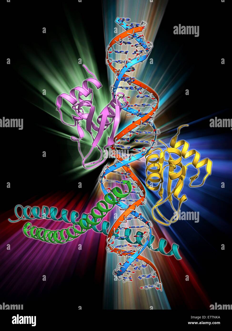 Transcription activation of IFN-beta gene. Molecular model of an enhanceosome containing the transcription factors IRF-3, ATF-2 and c-Jun bound to the interferon-beta (IFN-beta) enhancer on a strand of DNA (deoxyribonucleic acid, red and blue). Activation Stock Photo