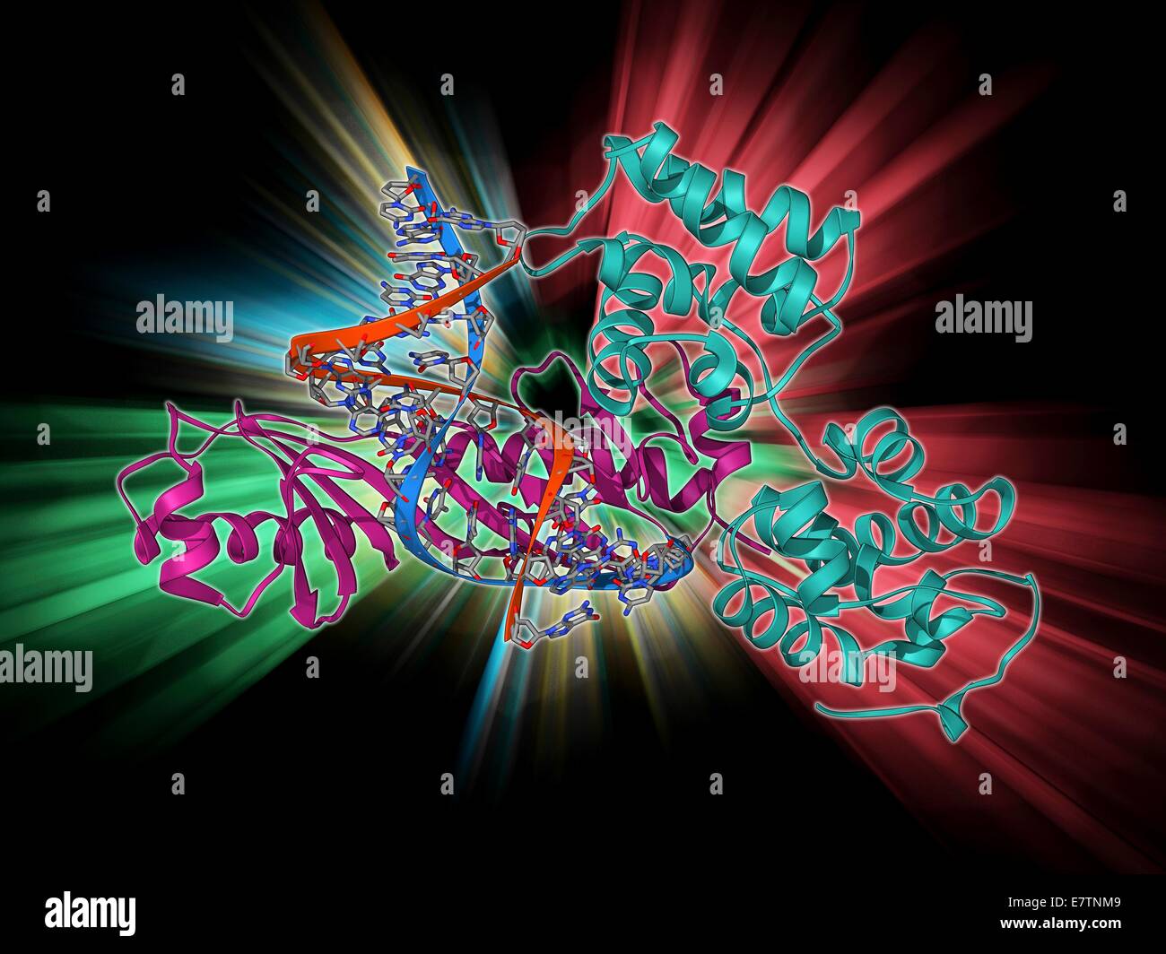 TATA boxbinding protein complex. Molecular model showing a yeast TATA