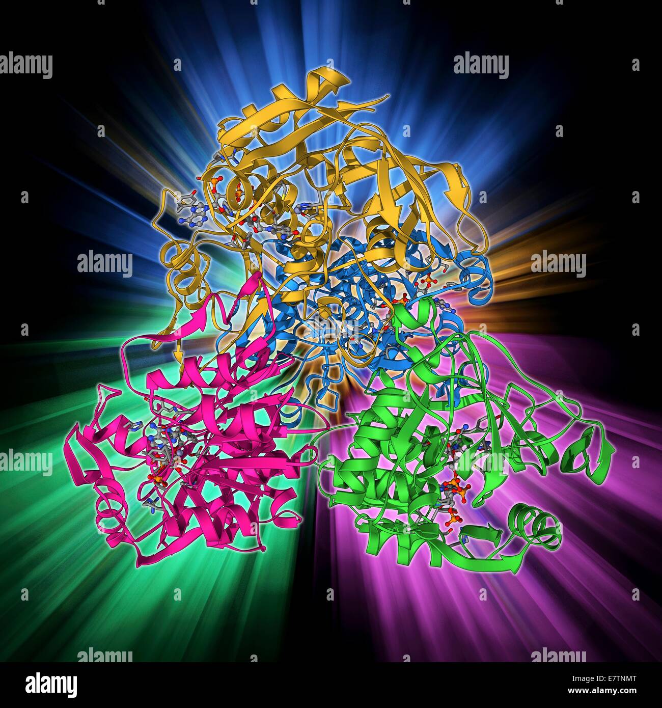 NADPdependent alcohol dehydrogenase, molecular model. Alcohol