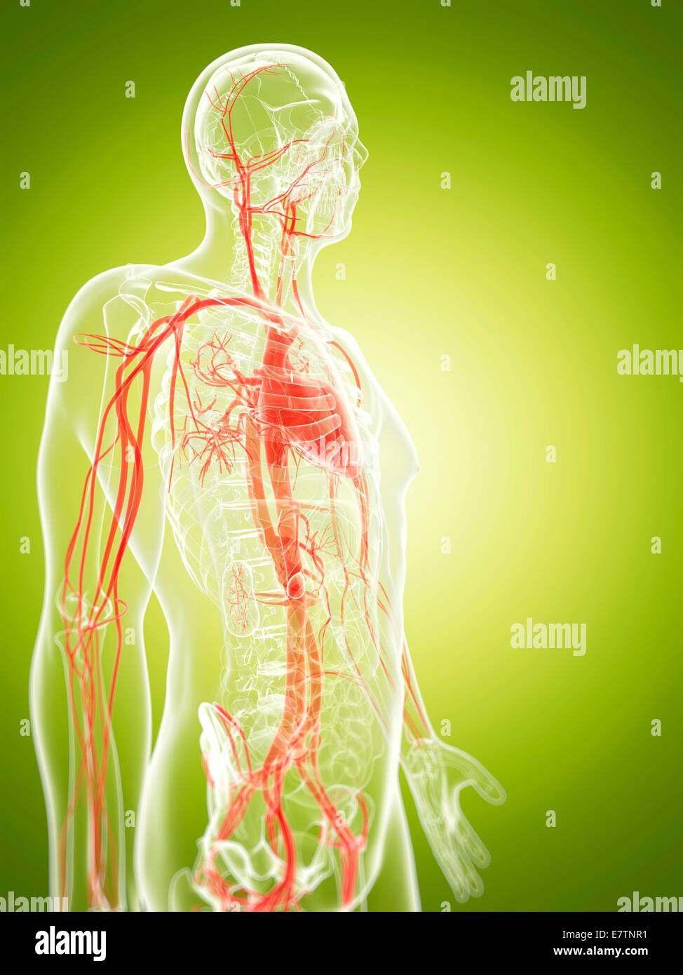 Human vascular system, computer artwork Stock Photo Alamy
